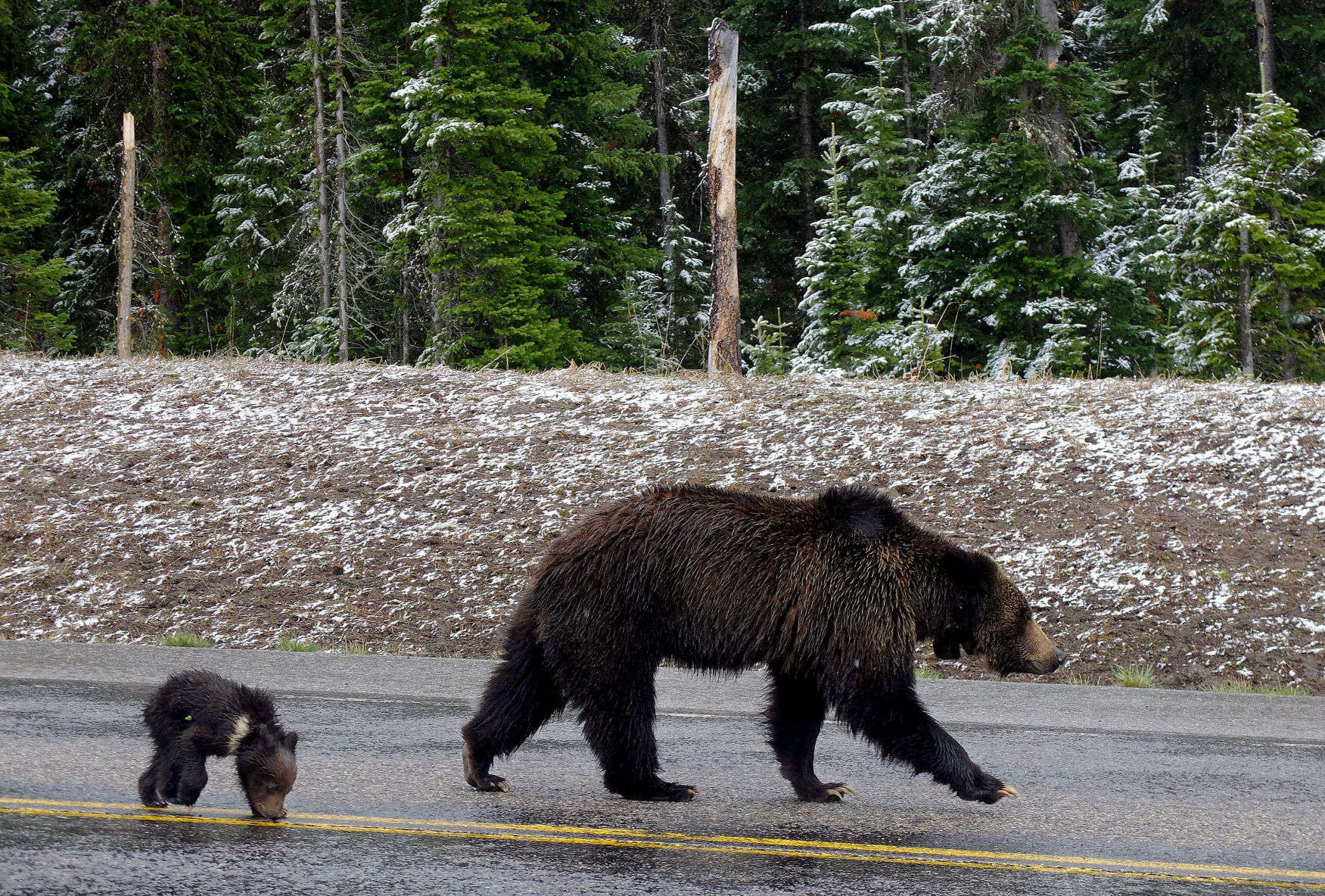 Grizzly 863 and cub